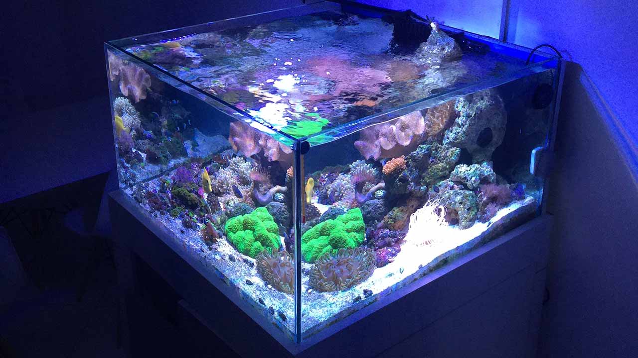 best saltwater aquarium lighting