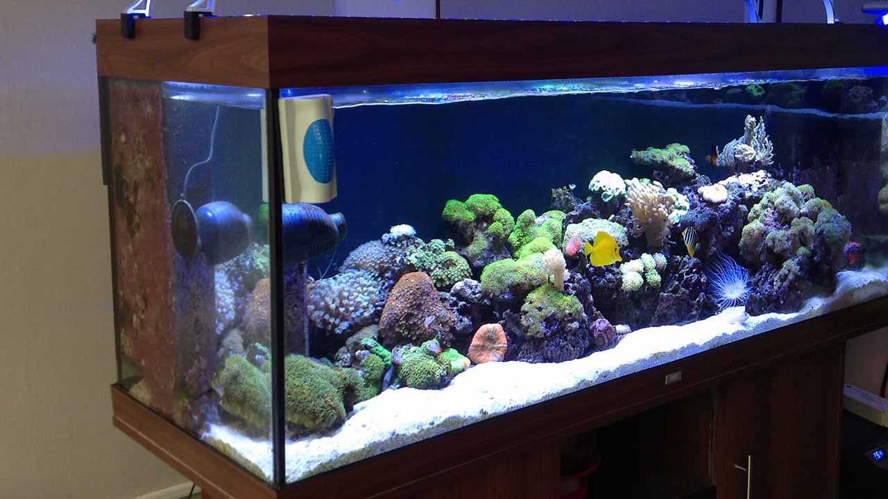 Choose the right lighting for saltwater aquarium