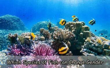 Which Species of Fish can Change Gender
