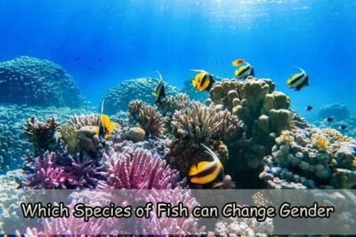 Which Species of Fish can Change Gender