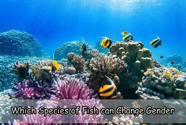 Which Species of Fish can Change Gender