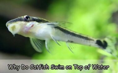 Why Do Catfish Swim on Top of Water