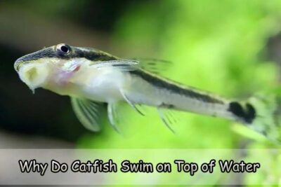 Why Do Catfish Swim on Top of Water