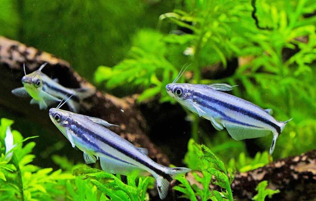 aquarium catfish diseases