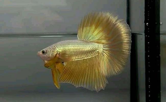 24K Gold Betta