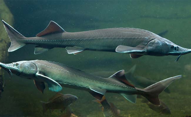 Adriatic Sturgeon