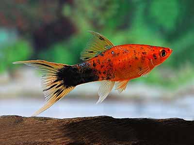 Berlin Swordtail