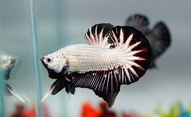 Black Dragon Betta