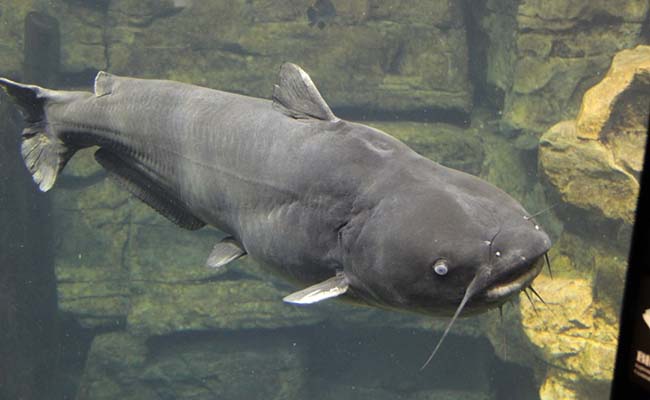 Blue Catfish