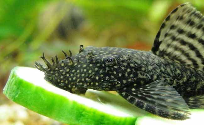 Bristlenose Catfish