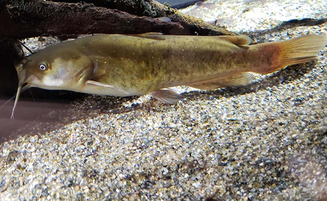 Bullhead Catfish