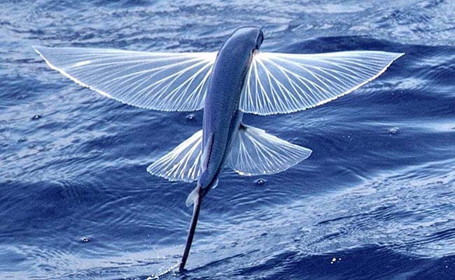 California Flying Fish (Cheilopogon Californicus)