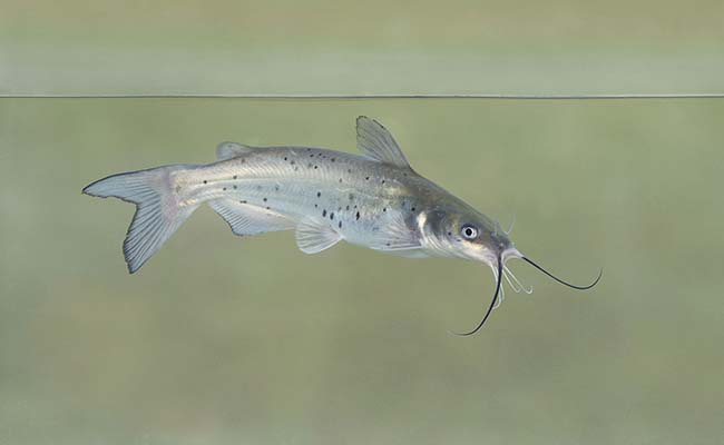 Channel Catfish