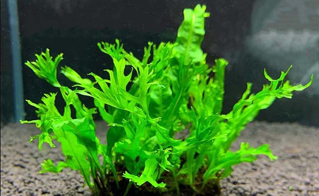 Cinlon spiny Java Fern (Microsorum pteropus 'Windelov')