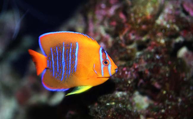 Clarion Angelfish