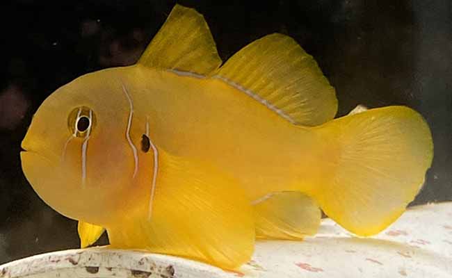 Clown Goby