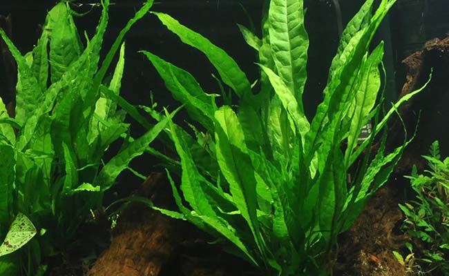 Common Java Fern (Microsorum Pteropus)