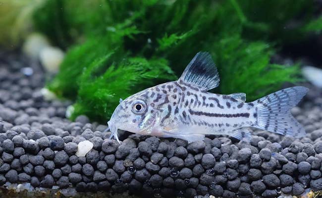 Corydoras Catfish