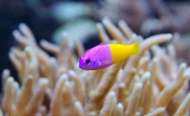 Dottyback