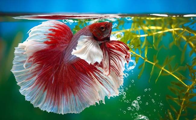 Fantail Betta