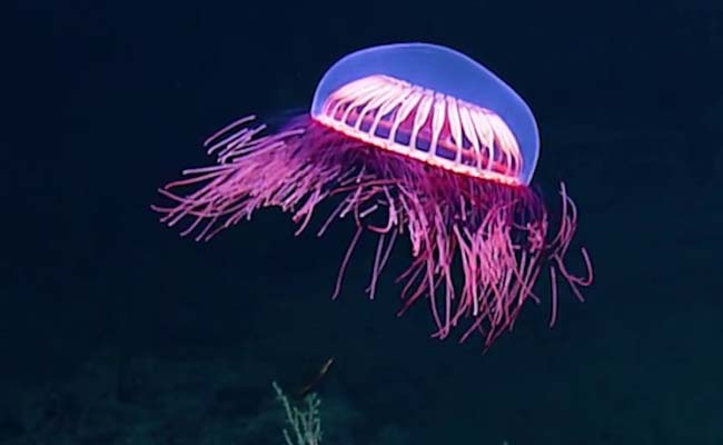 Firework Jellyfish