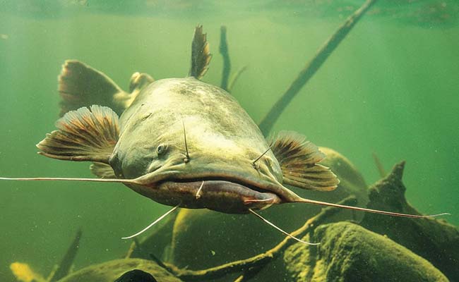 Flathead Catfish