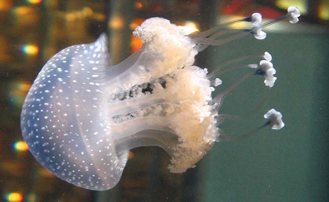 Floating Bell Jellyfish