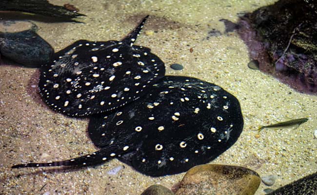 Freshwater Polka Dot Stingray