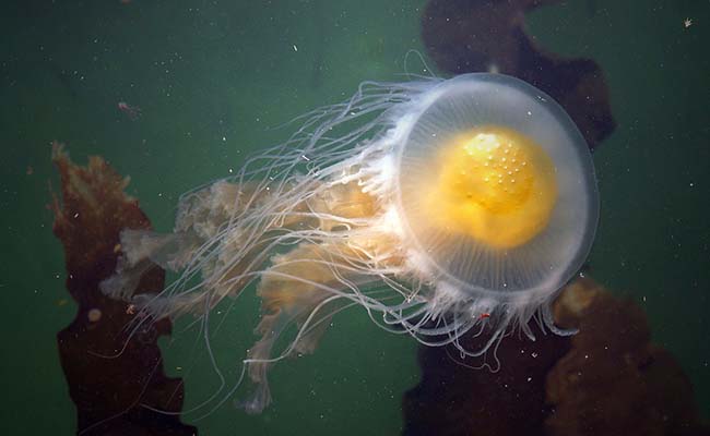 Fried Egg Jellyfish