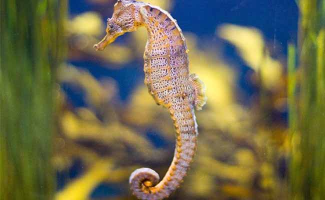 Giant Seahorse (Hippocampus ingens)