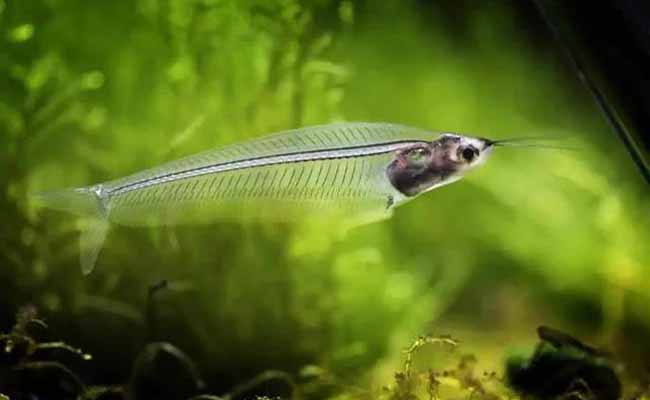 Glass Catfish