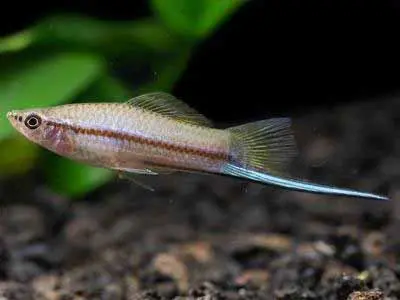 Green Swordtail