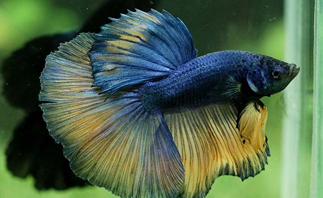 Halfmoon Mustard Gas Betta