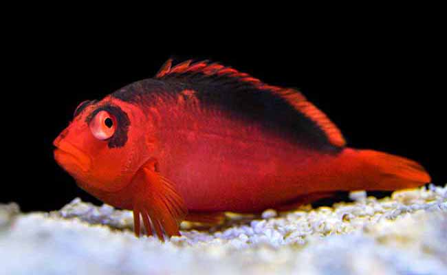 Hawkfish