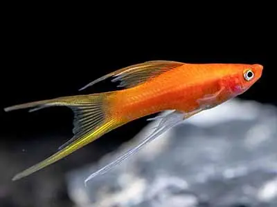 Hi-Fin Lyretail