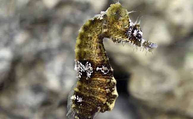 Humpback Seahorse (Hippocampus erectus)