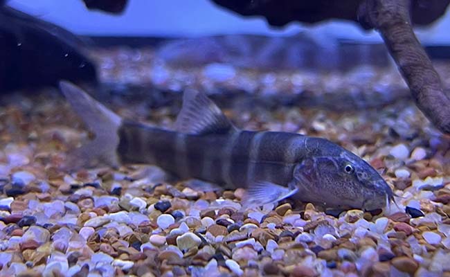 Imperial flower loach