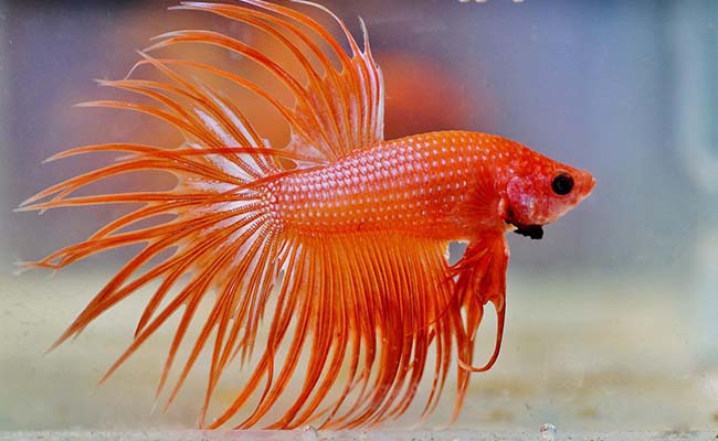King Crowntail Betta