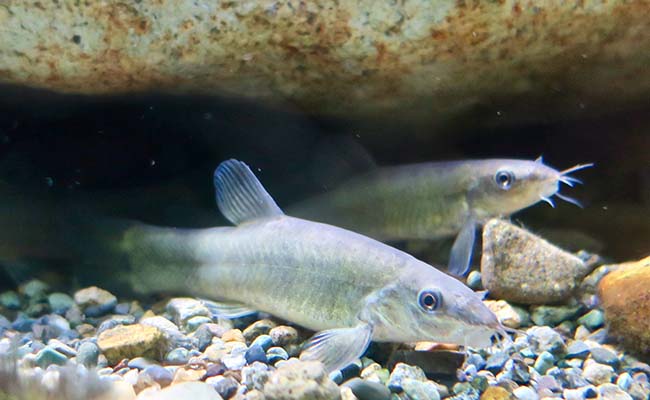 Kissing Loach