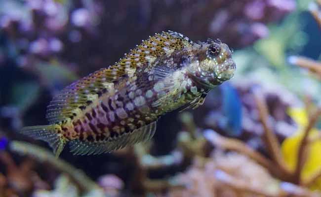Lawnmower Blenny