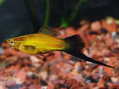 Marigold Wag