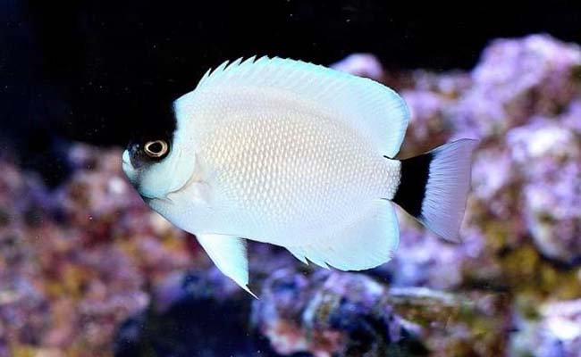 Masked Angelfish