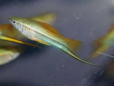 Neon Swordtail