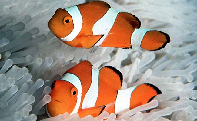 Ocellaris Clownfish
