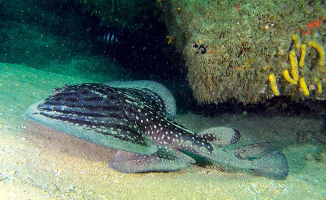 Ornate Sleeper Ray