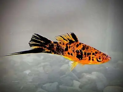 Painted Swordtail