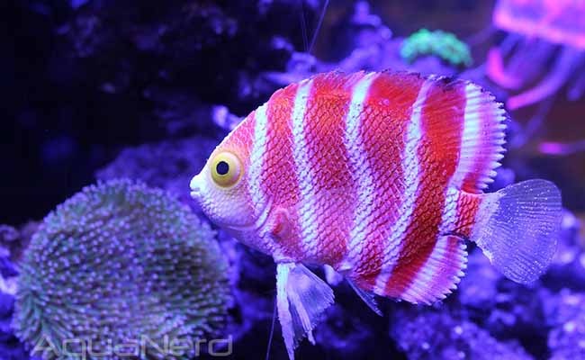 Peppermint Angelfish