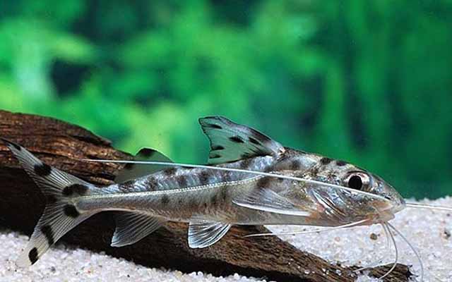 Pictus Catfish