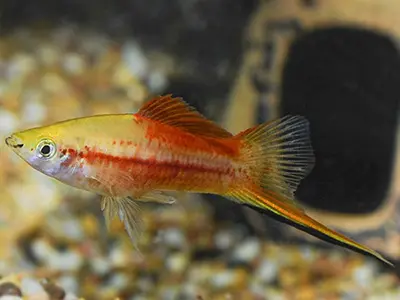 Pineapple Swordtail