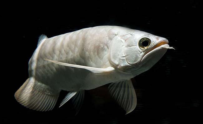 Platinum Arowana